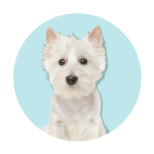 Produtos para cães com idade adulto