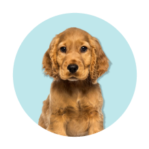 Produtos para cães com idade júnior