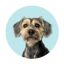 Produtos para cães com idade sénior
