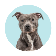 Produtos para cães de porte grande