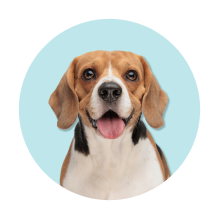 Produtos para cães de porte médio