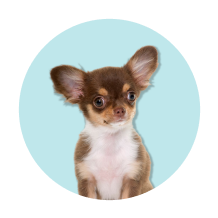 Produtos para cães de porte pequeno
